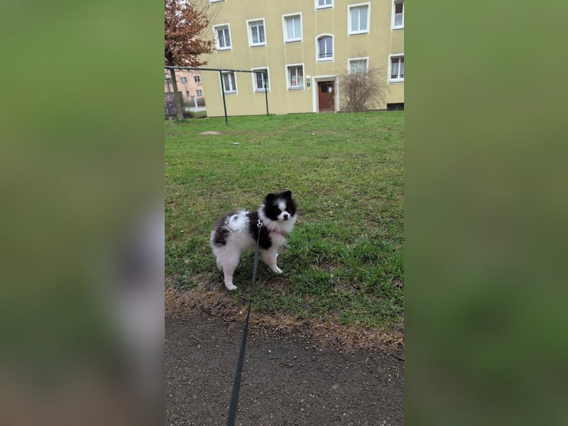 Zwergspitzwelpe (5 Monate) in liebevolle Hände abzugeben