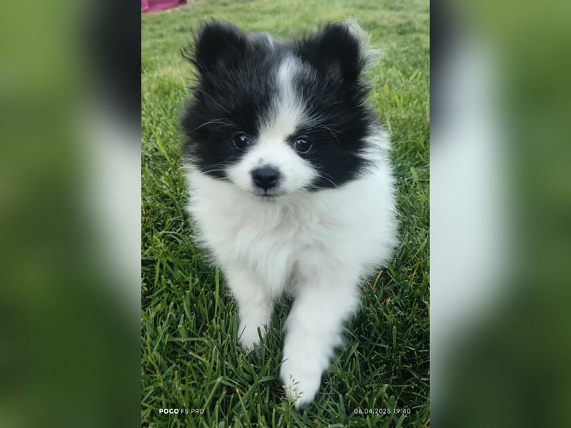 Zwergspitz / Pomeranian Welpen