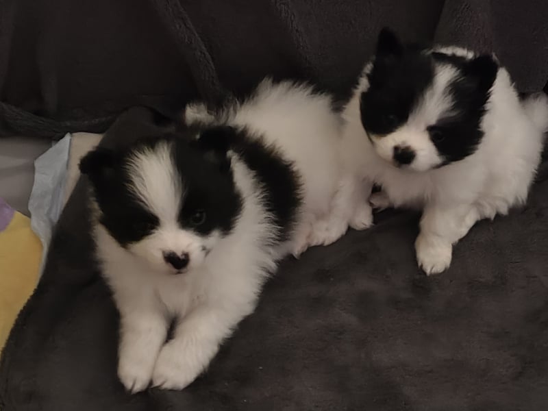Zwergspitz / Pomeranian Welpen