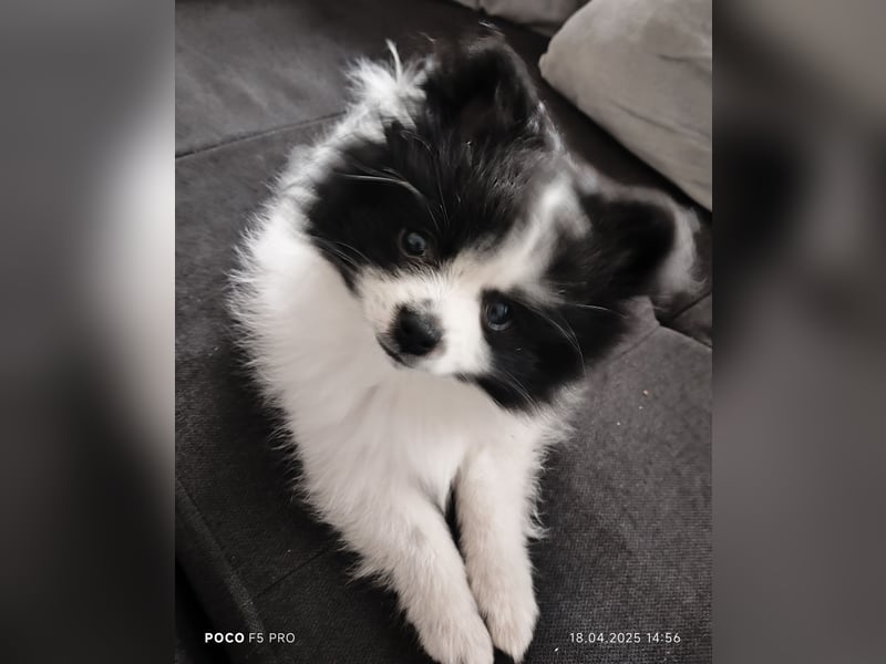 Zwergspitz / Pomeranian Welpen