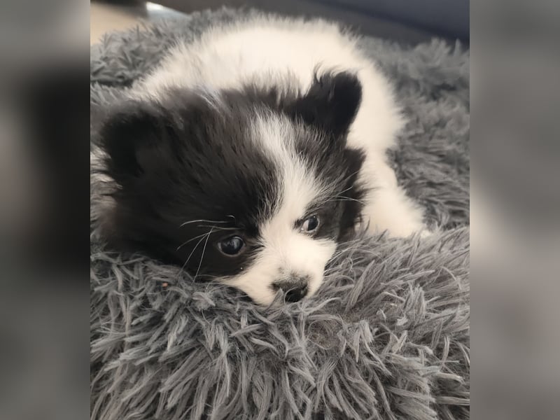 Zwergspitz / Pomeranian Welpen