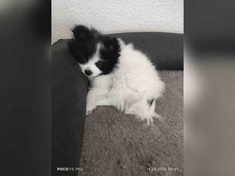 Zwergspitz / Pomeranian Welpen
