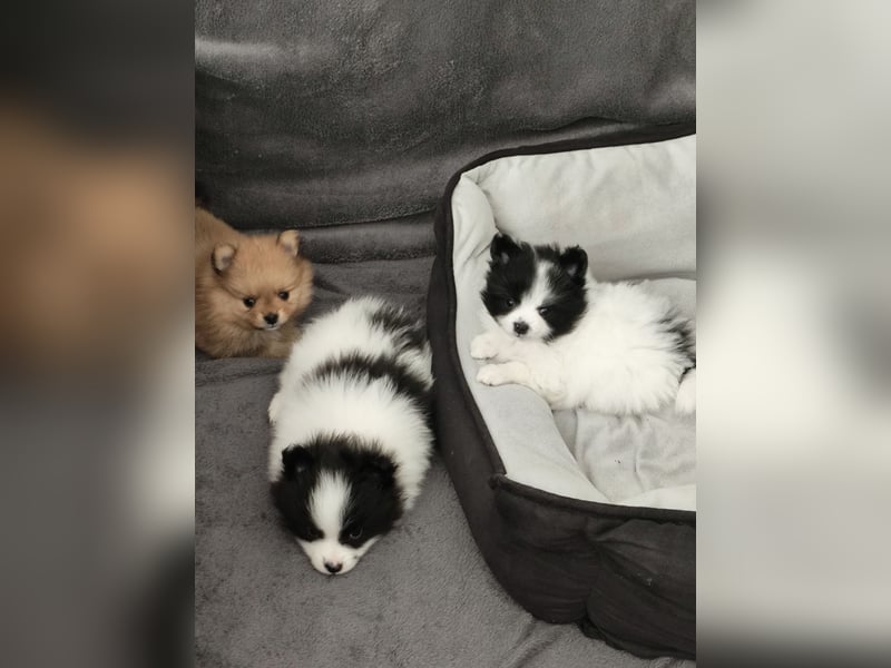 Zwergspitz / Pomeranian Welpen