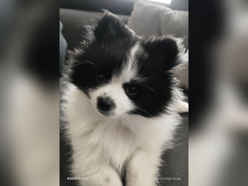 Zwergspitz / Pomeranian Welpen