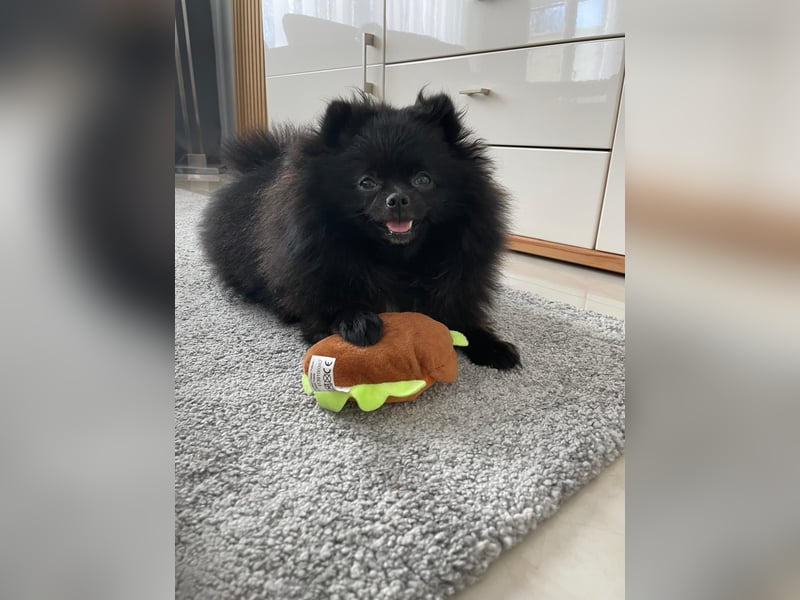 Zwergspitz / Pomeranian Welpen