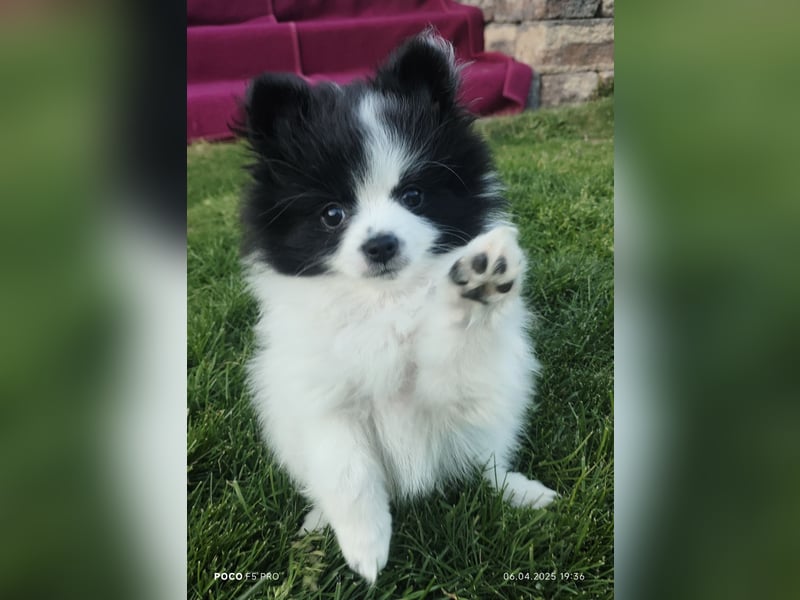 Zwergspitz / Pomeranian Welpen