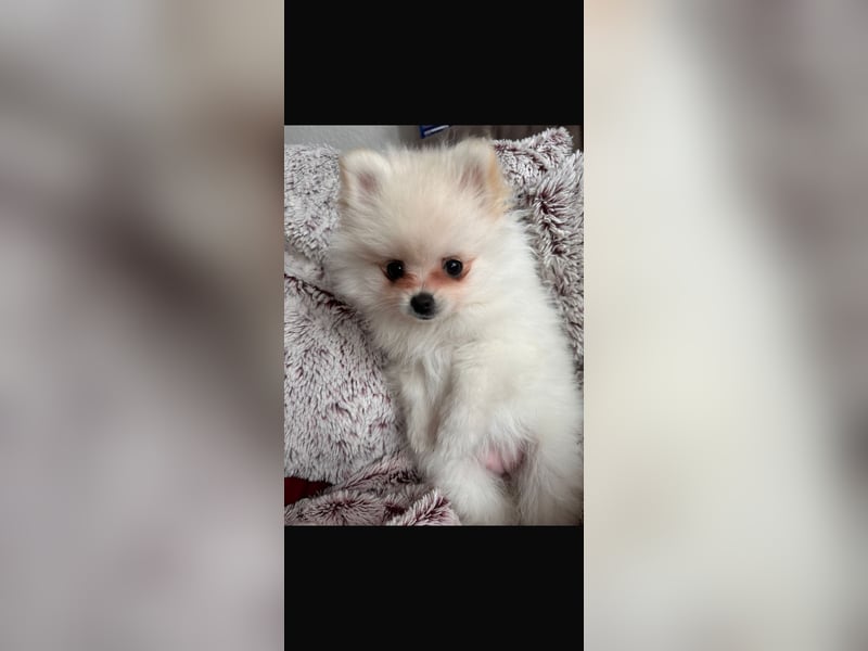 Pomeranian Zwerg spitz