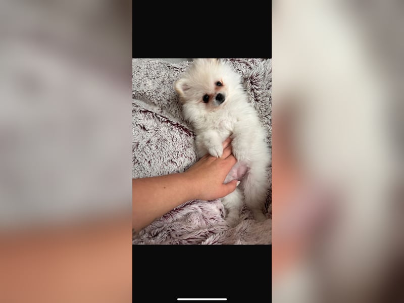 Pomeranian Zwerg spitz