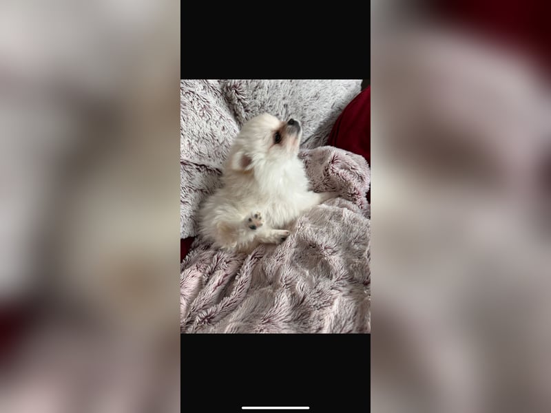 Pomeranian Zwerg spitz