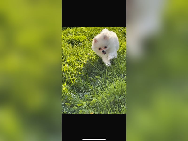 Pomeranian Zwerg spitz