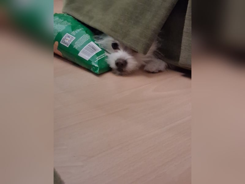 Eine spizt hundin