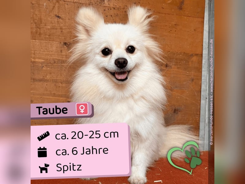 Taube