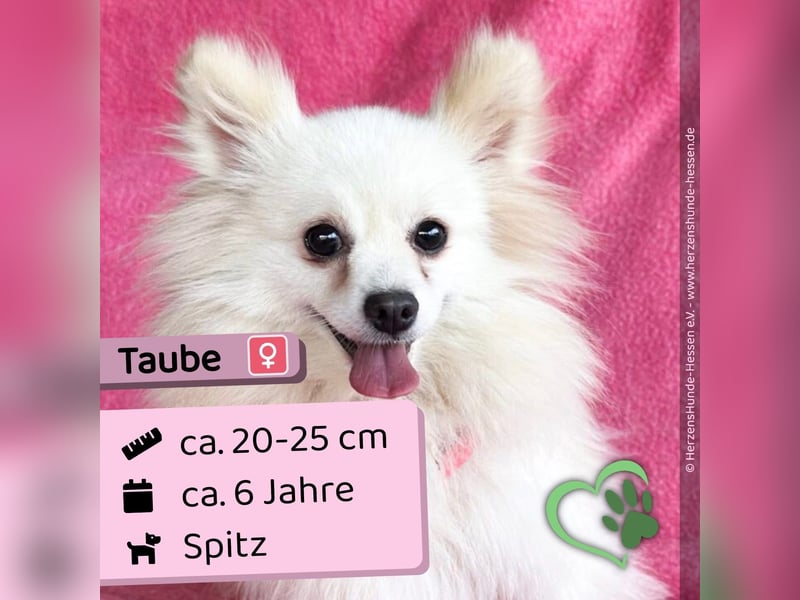 Taube