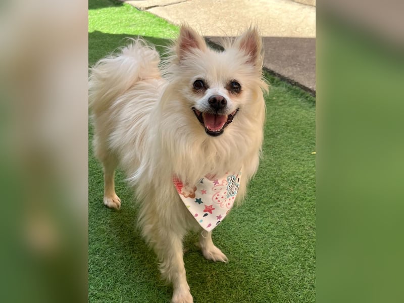 Flocky SR – Freundliche Prinzessin sucht ihr Schloss