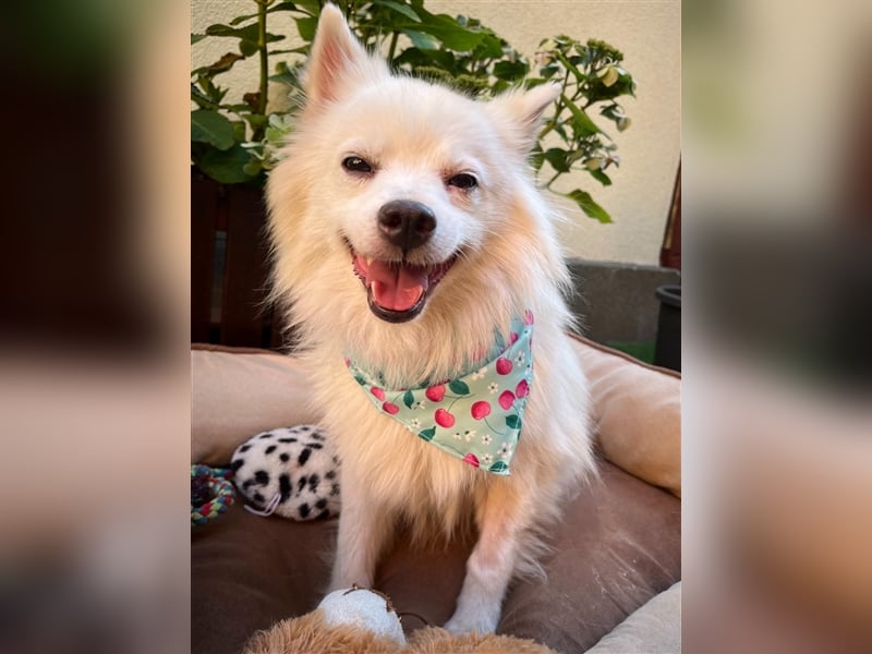 Yuna-SR, kleine Prinzessin sucht Zuhause!