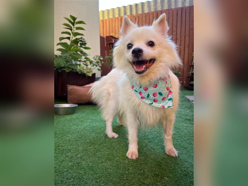 Yuna-SR, kleine Prinzessin sucht Zuhause!