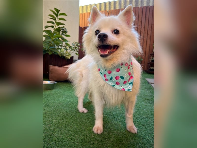 Yuna-SR, kleine Prinzessin sucht Zuhause!