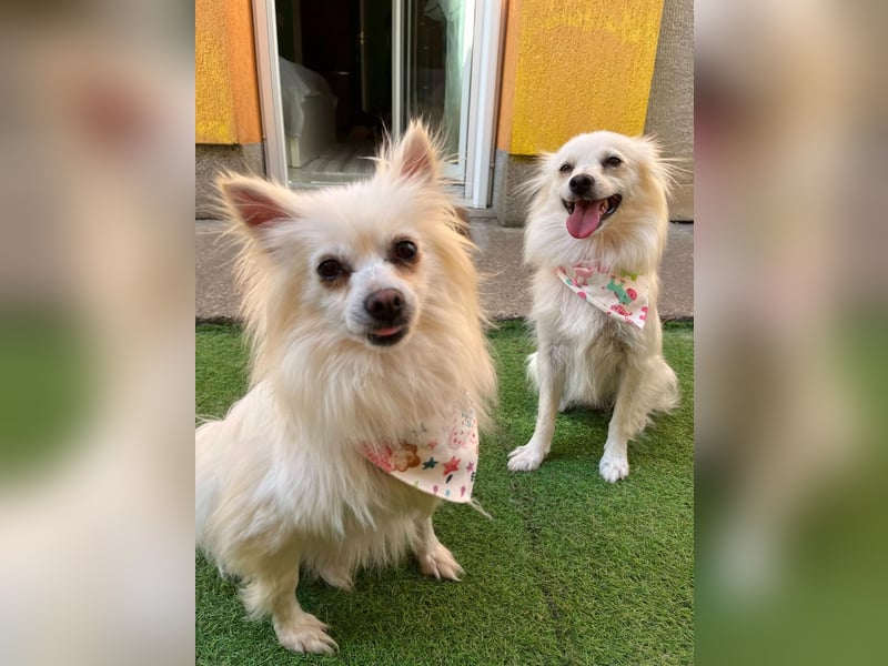 Flocky SR – Freundliche Prinzessin sucht ihr Schloss