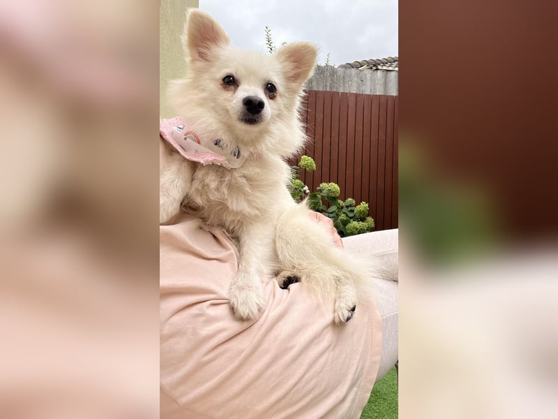 Emma SR – Kleine Hündin sucht liebevolles Zuhause