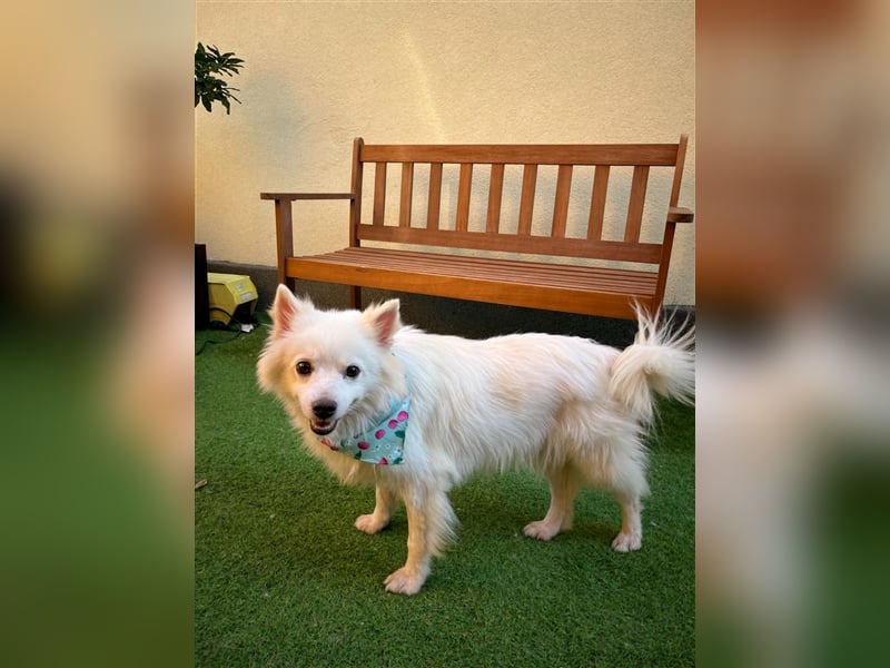 Yuna-SR, kleine Prinzessin sucht Zuhause!