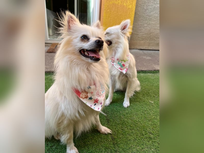 Flocky SR – Freundliche Prinzessin sucht ihr Schloss