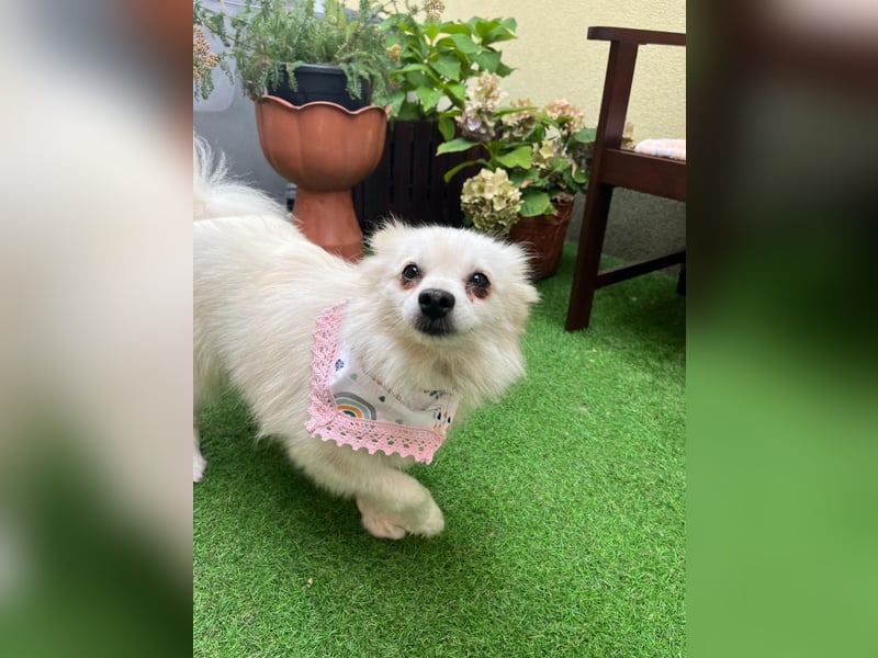 Emma SR – Kleine Hündin sucht liebevolles Zuhause