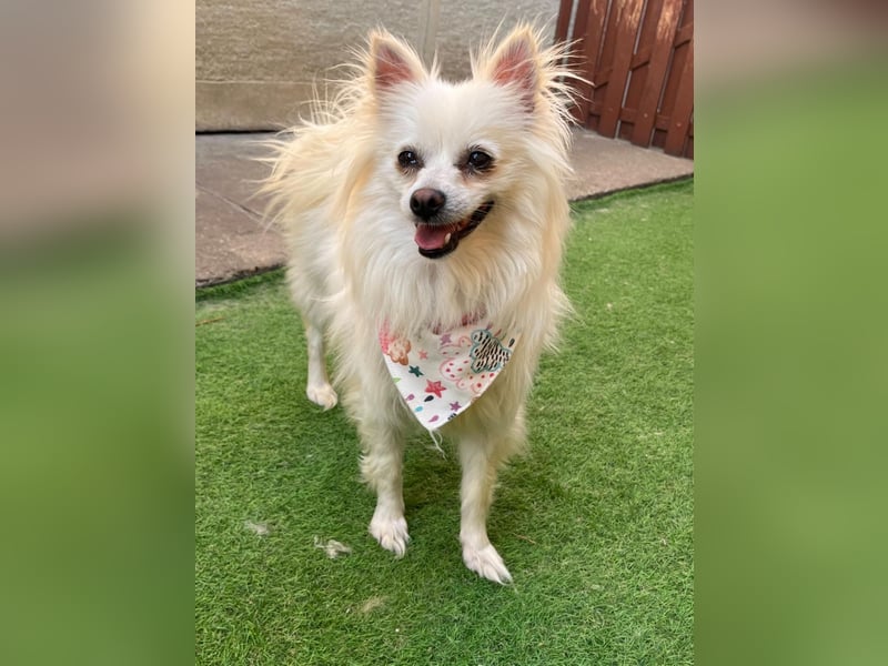 Flocky SR – Freundliche Prinzessin sucht ihr Schloss