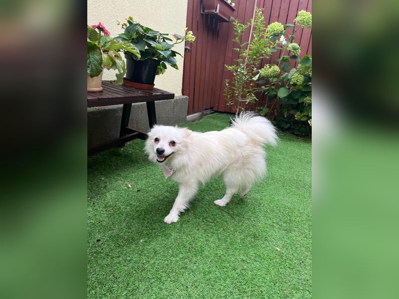Emma SR – Kleine Hündin sucht liebevolles Zuhause