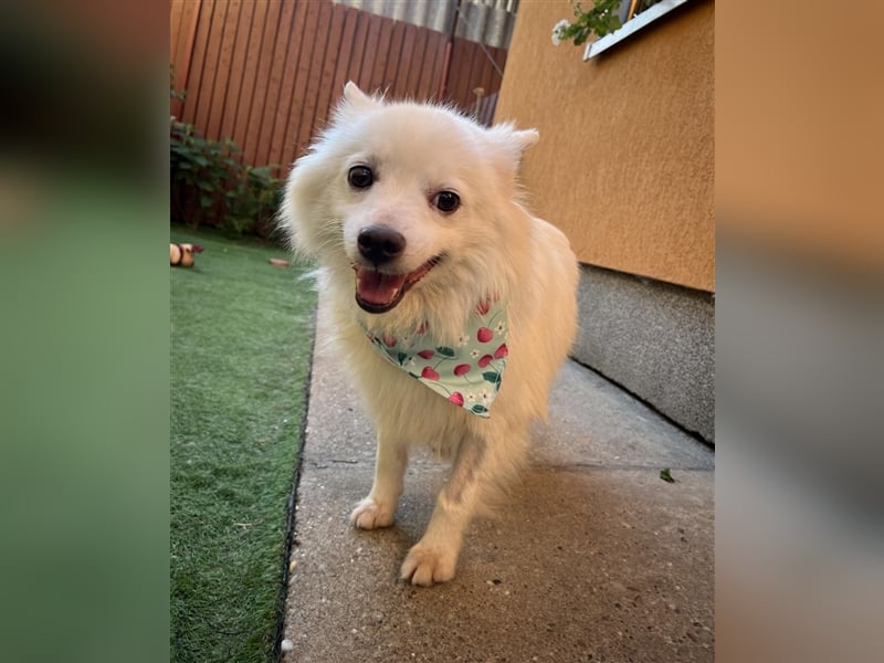 Yuna-SR, kleine Prinzessin sucht Zuhause!