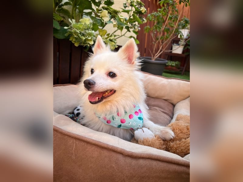 Yuna-SR, kleine Prinzessin sucht Zuhause!
