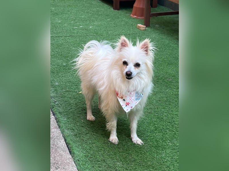 Flocky SR – Freundliche Prinzessin sucht ihr Schloss