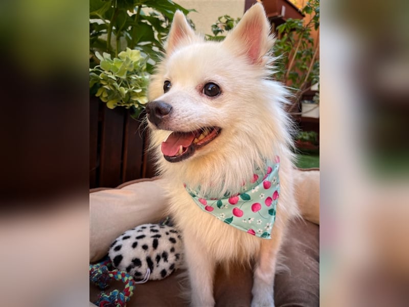 Yuna-SR, kleine Prinzessin sucht Zuhause!