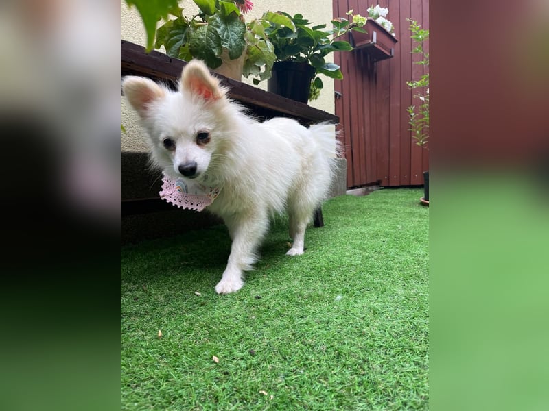 Emma SR – Kleine Hündin sucht liebevolles Zuhause