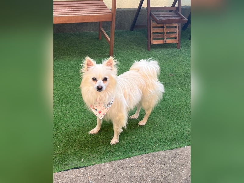 Flocky SR – Freundliche Prinzessin sucht ihr Schloss