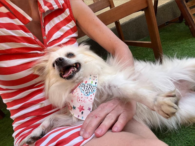 Flocky SR – Freundliche Prinzessin sucht ihr Schloss