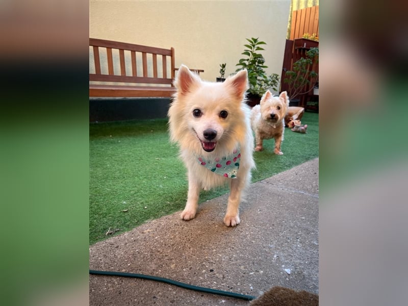 Yuna-SR, kleine Prinzessin sucht Zuhause!