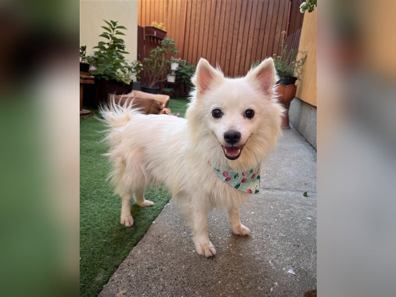 Yuna-SR, kleine Prinzessin sucht Zuhause!