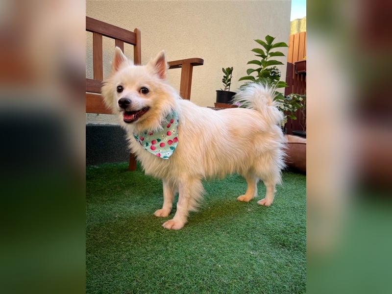 Yuna-SR, kleine Prinzessin sucht Zuhause!