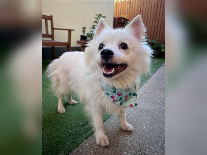 Yuna-SR, kleine Prinzessin sucht Zuhause!