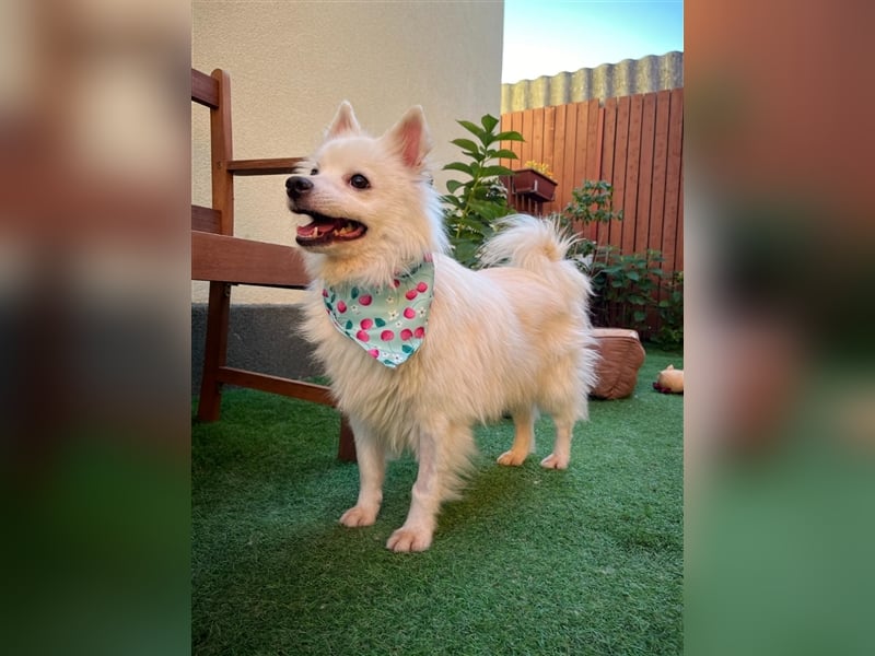Yuna-SR, kleine Prinzessin sucht Zuhause!