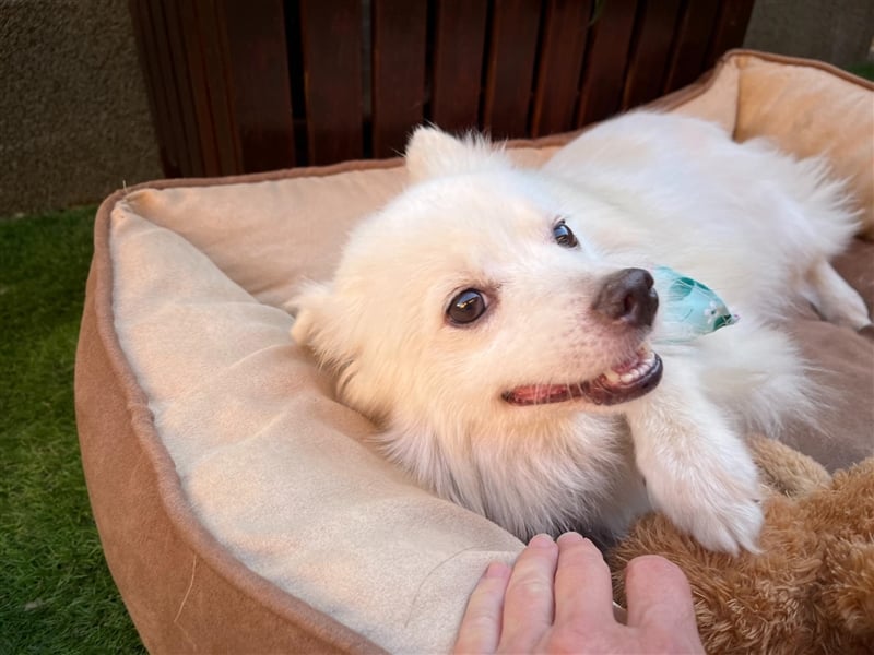 Yuna-SR, kleine Prinzessin sucht Zuhause!