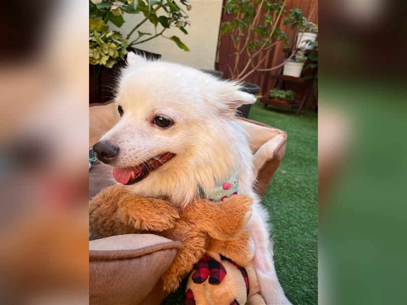Yuna-SR, kleine Prinzessin sucht Zuhause!