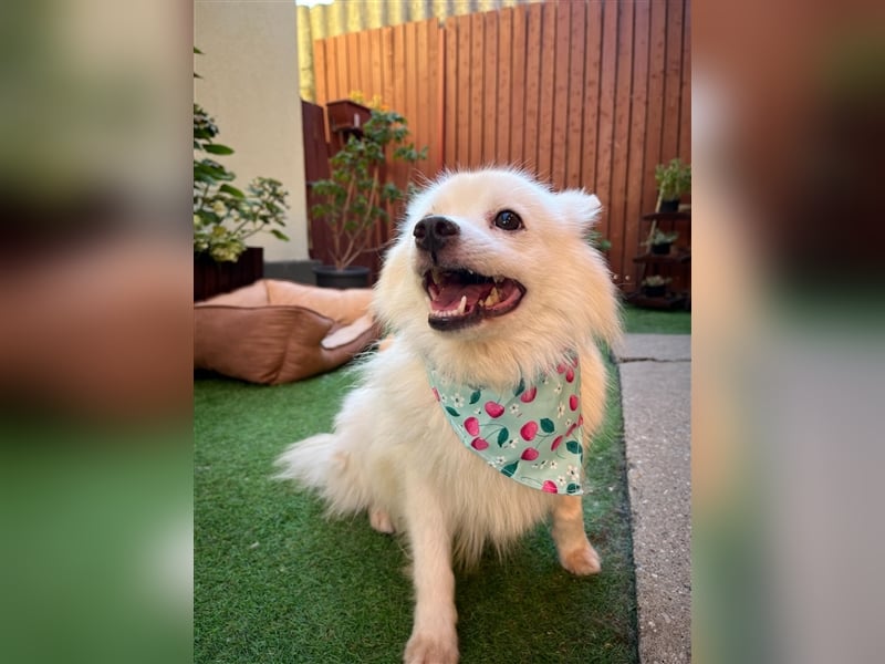 Yuna-SR, kleine Prinzessin sucht Zuhause!