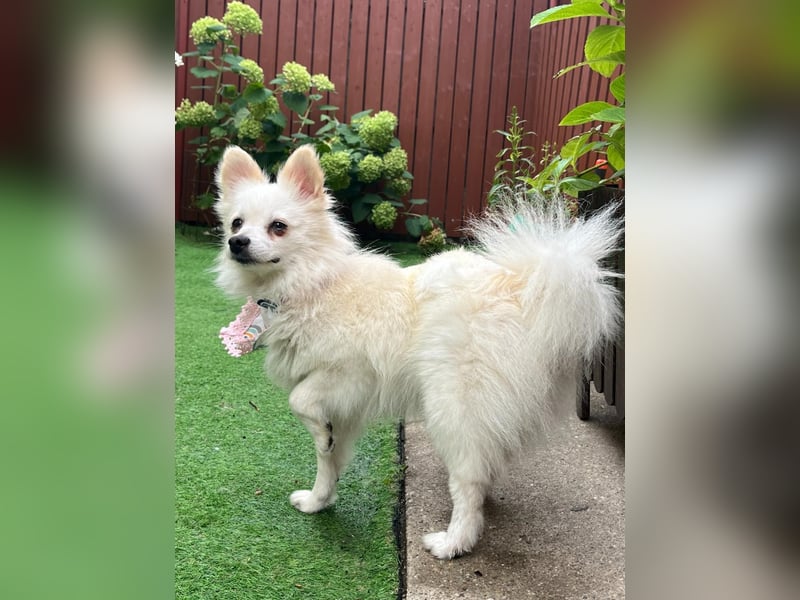 Emma SR – Kleine Hündin sucht liebevolles Zuhause