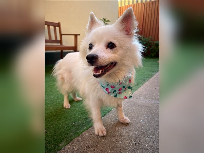 Yuna-SR, kleine Prinzessin sucht Zuhause!