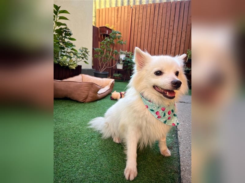 Yuna-SR, kleine Prinzessin sucht Zuhause!