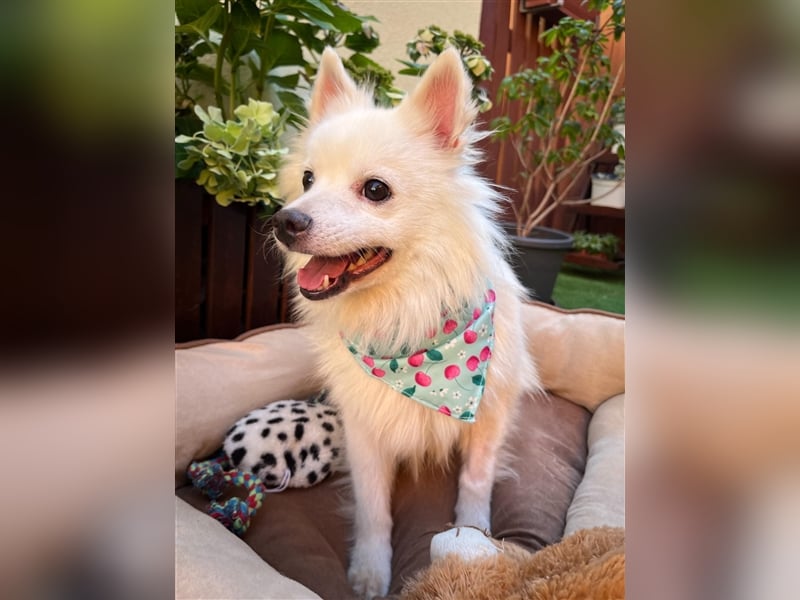 Yuna-SR, kleine Prinzessin sucht Zuhause!