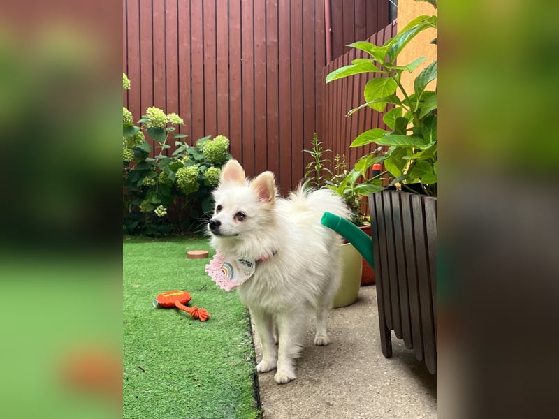 Emma SR – Kleine Hündin sucht liebevolles Zuhause