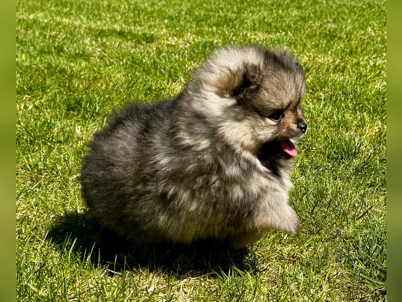 Reinrassige Pomeranian-Hündinnen mit Ahnentafel suchen ihre Traumfamilien