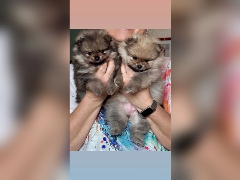 Reinrassige Pomeranian-Hündinnen mit Ahnentafel suchen ihre Traumfamilien